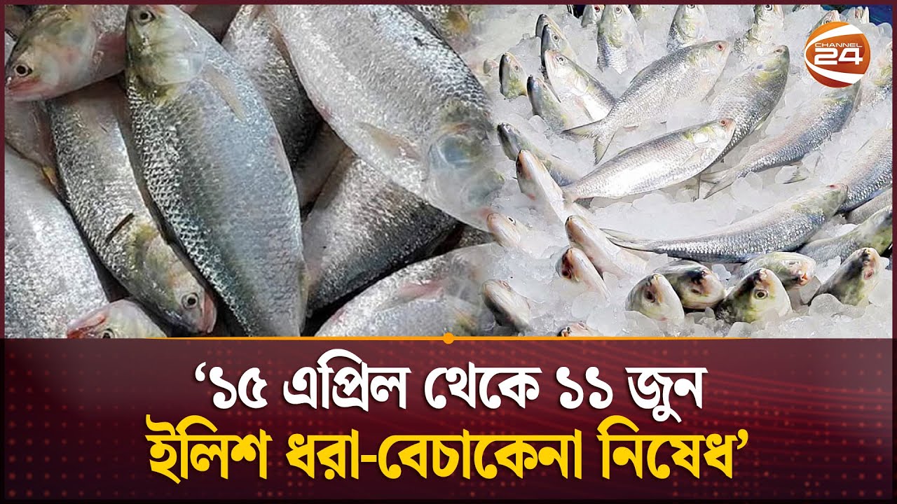 ৫৮ দিন ইলিশ ধরা ও বিক্রিতে নিষেধাজ্ঞা: প্রাণিসম্পদ উপদেষ্টা | Hilsa Fishing Ban | Channel 24