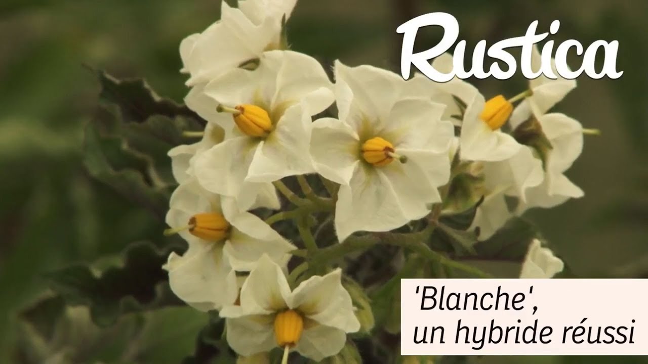 Blanche une pomme de terre facile à cultiver