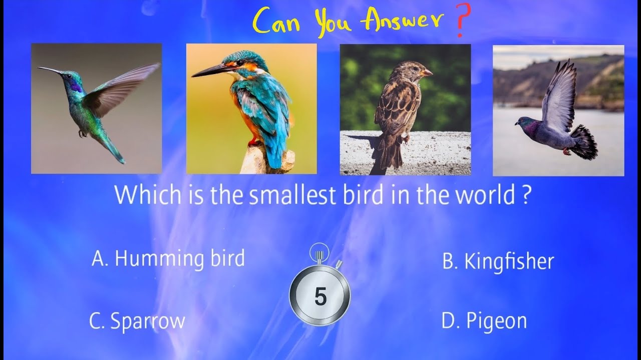 The Gk Questions and Answers Guide You Need to Know! Episode-2