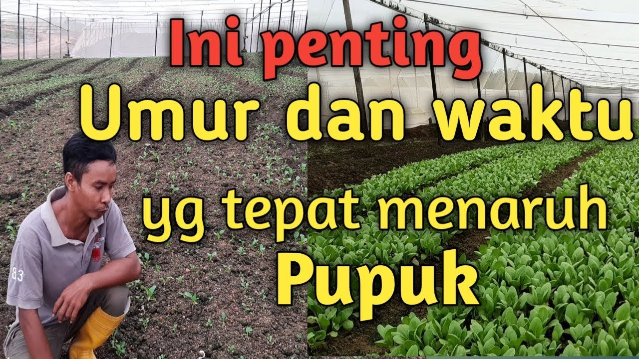 Waktu yang tepat menaruh pupuk