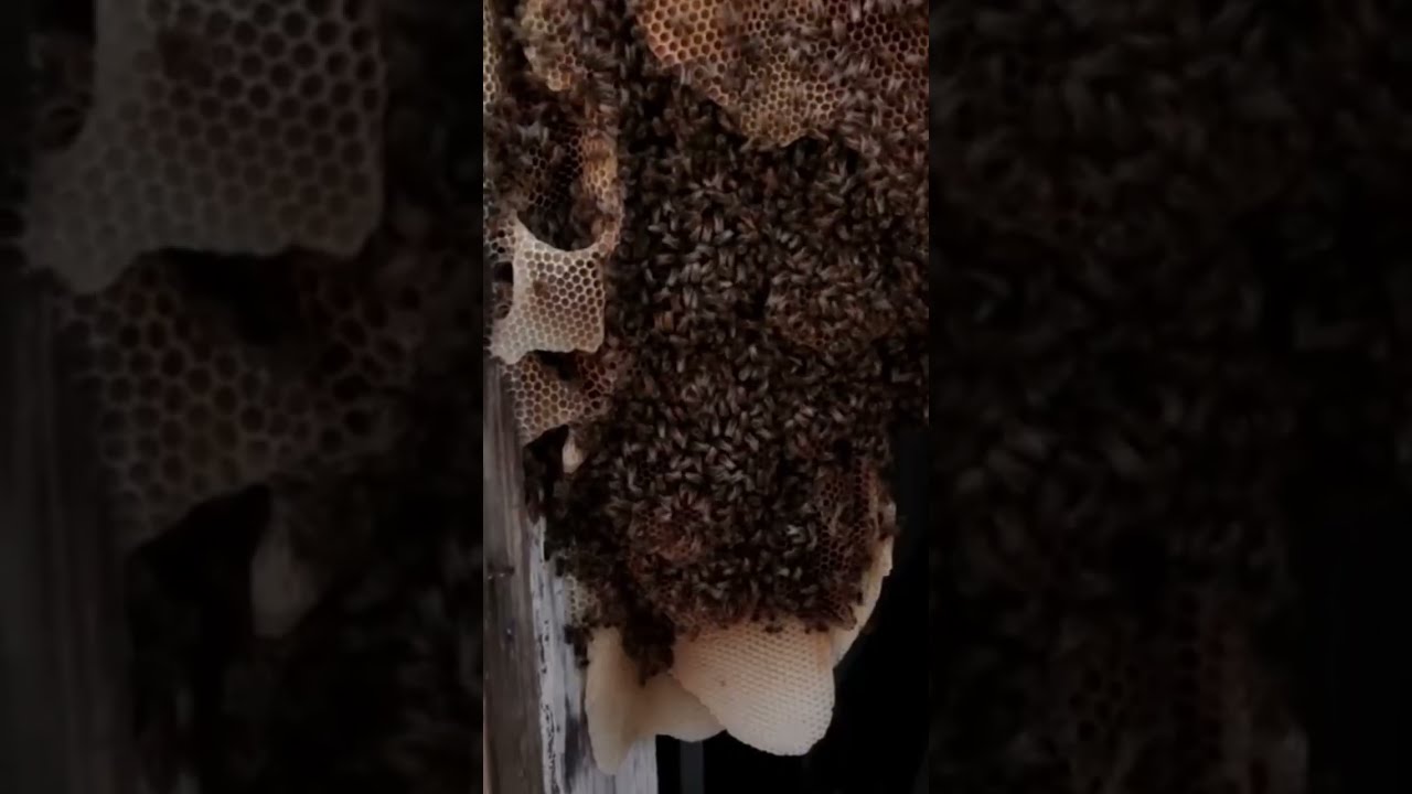 Massive Wild Beehive in a doorway! | The Bush Bee Man