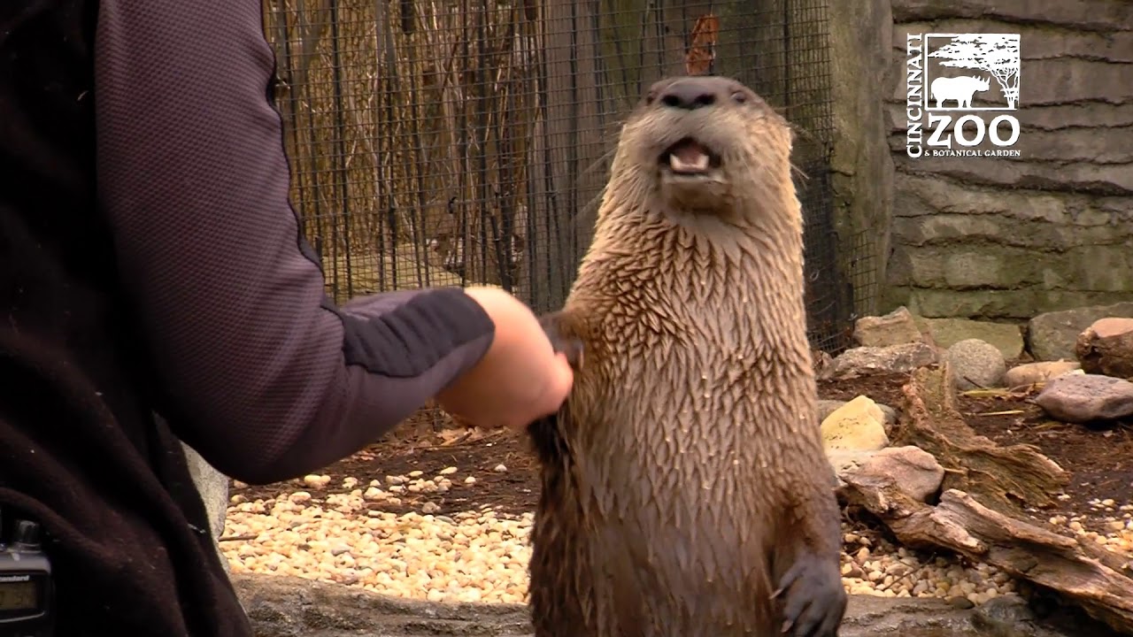 River Otter Training - Cincinnati Zoo