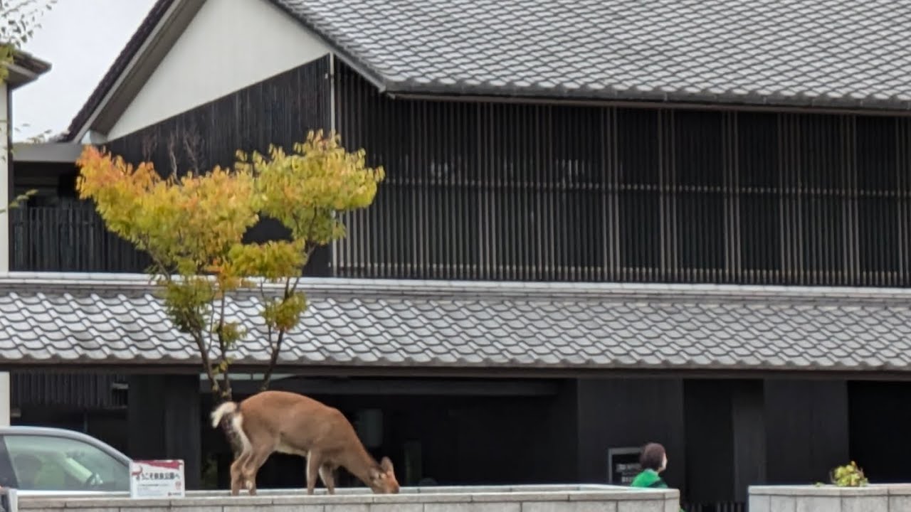 VLOG JAPON_jour10