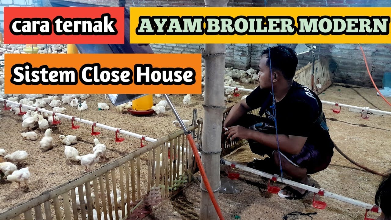 24 1  Cara ternak ayam broiler modern sistem close house
