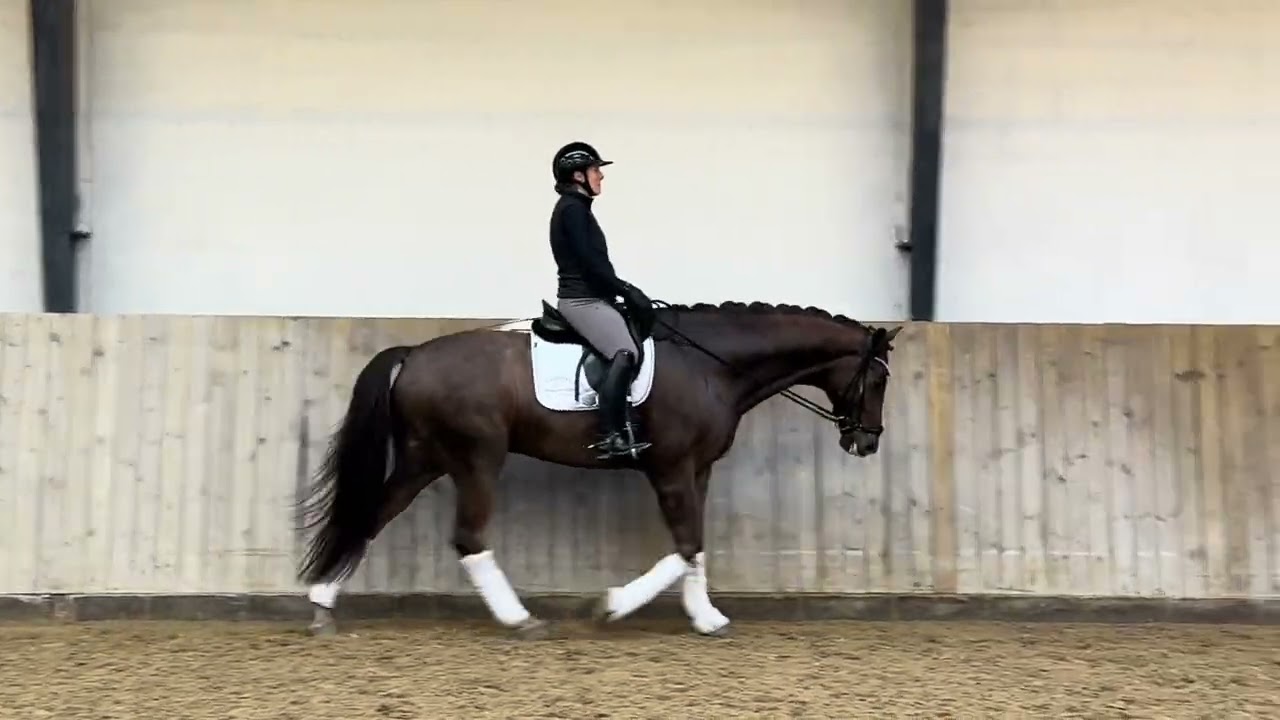Outstanding horse for the future 