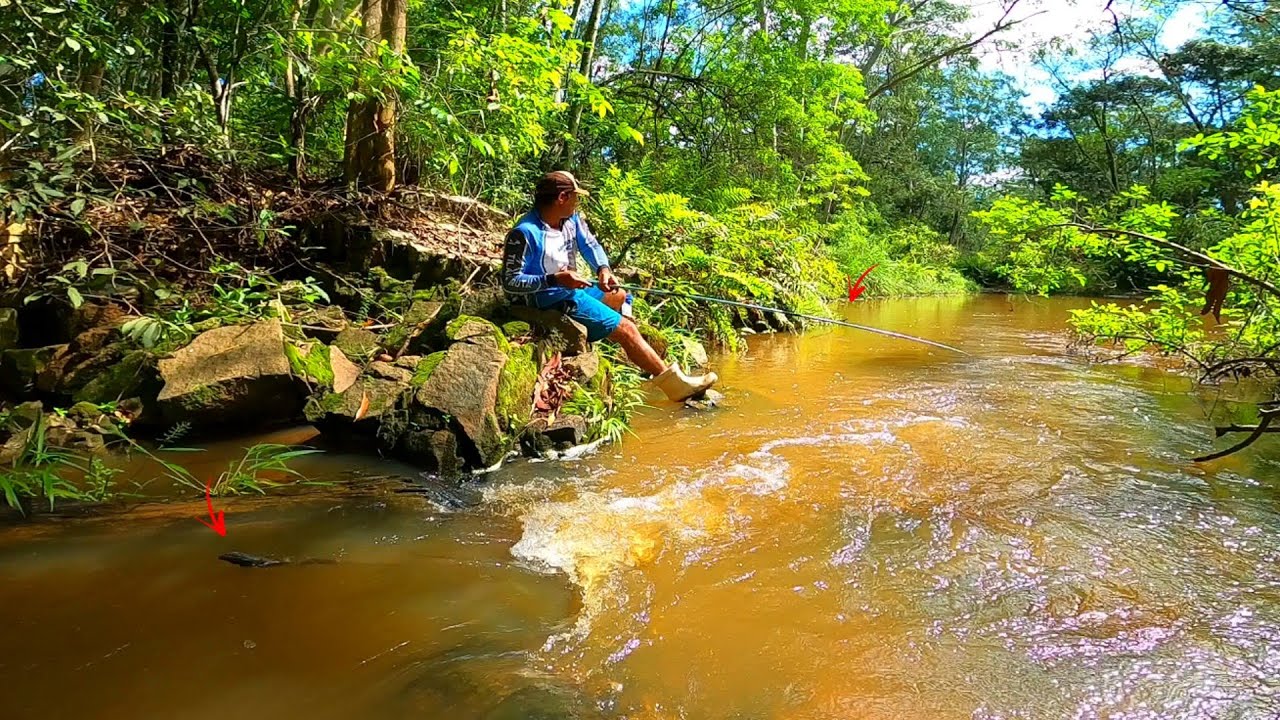 Muita chuva no pé da serras córregos transbordaram e os peixes vieram parar nas matas.