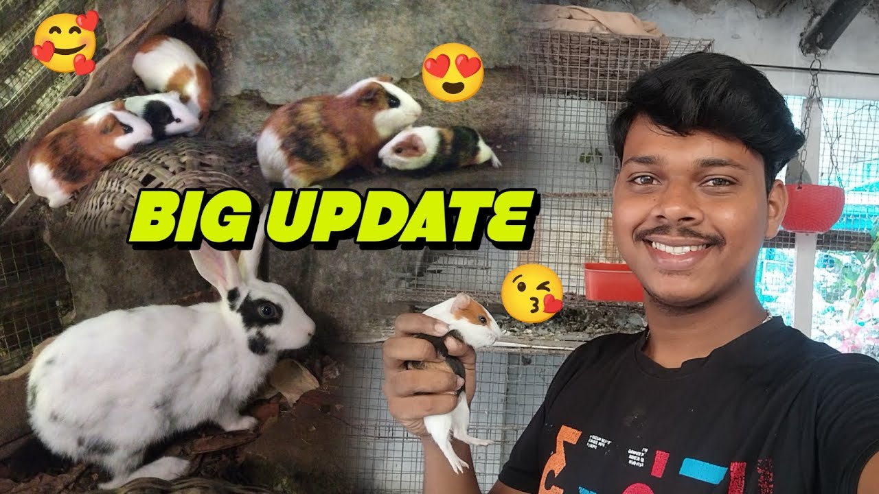 খরগোশ এবং গিনিপিগের অনেকগুলো cute cute baby হয়েছে😍। খরগোশ, গিনিপিগ পালন পদ্ধতি। #petlover #petsvlog