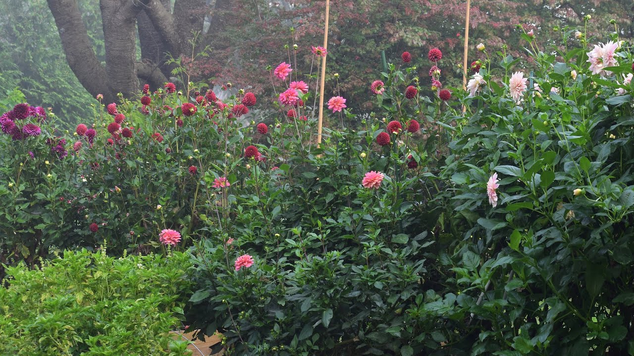 September Cut Flower Garden Tour // Dahlias, Celosia, & Hot Air Balloons! // Northlawn Flower Farm