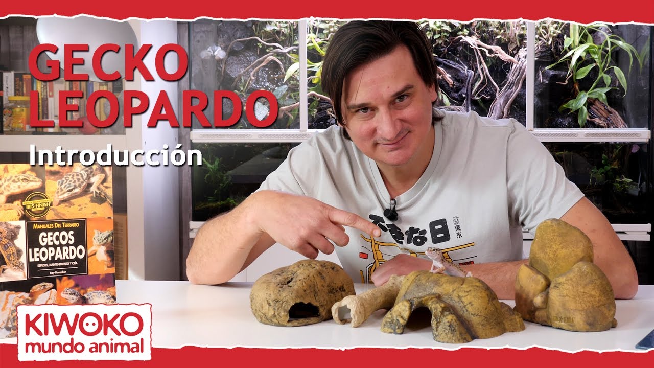 Introducción al GECKO LEOPARDO 🦎【✅ Parte 1】