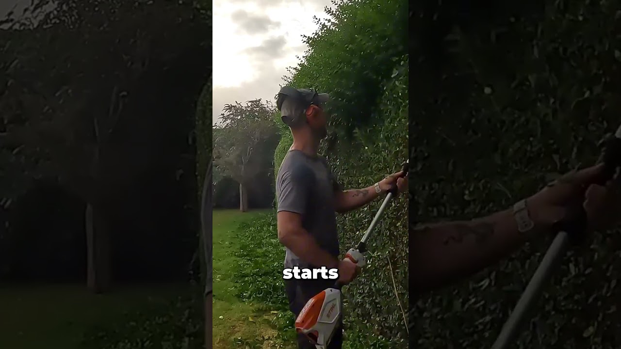 How to Shape a Privet Hedge Like a Pro &ndash; Hedge Trimming