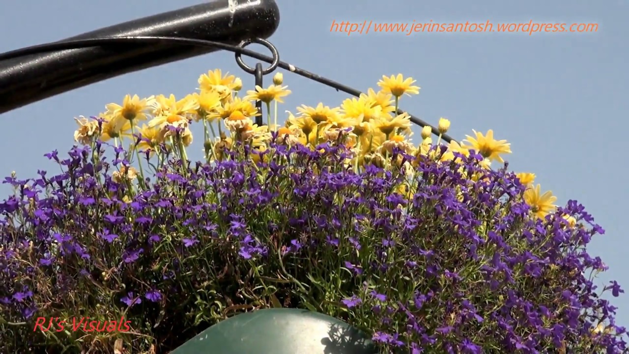 MIRACLE GARDEN-AL AIN,UAE - PARADISE ON DESERT SAND