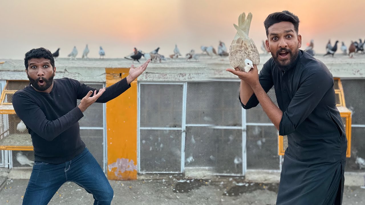 Palti mar kabutar ko open kar diya or 1 kabutar pakad liya 😳😱