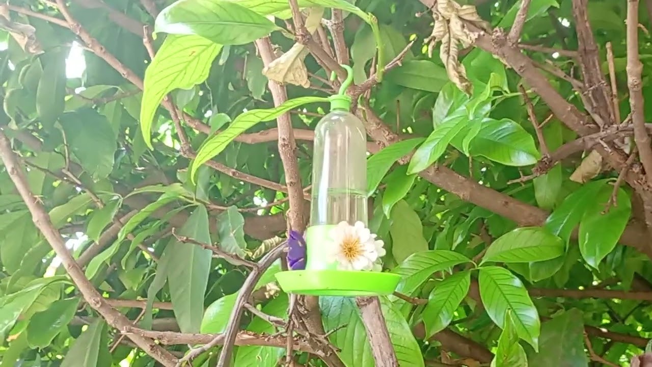 NATUREZA.