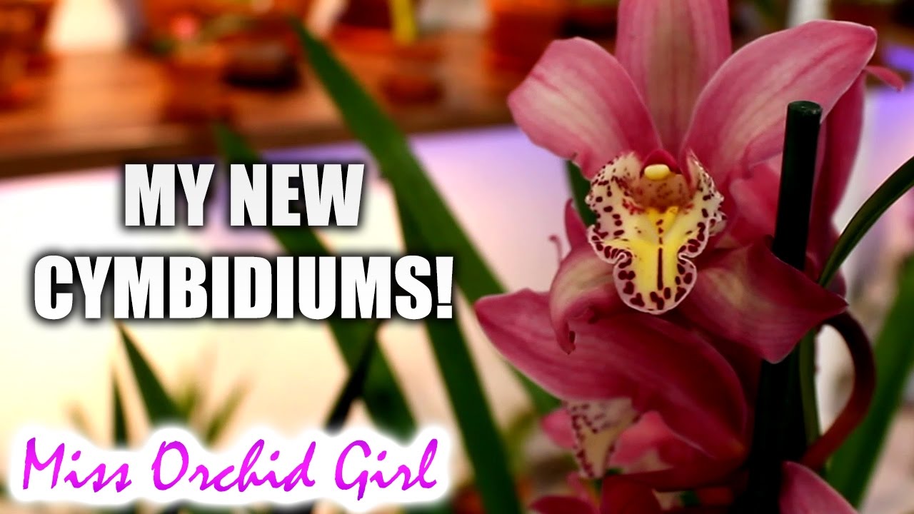 New Cymbidium Orchids to collection!