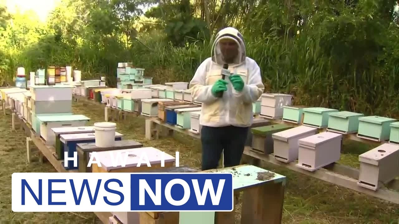 Study finds honeybee colony populations declining across the country prompting strong protections