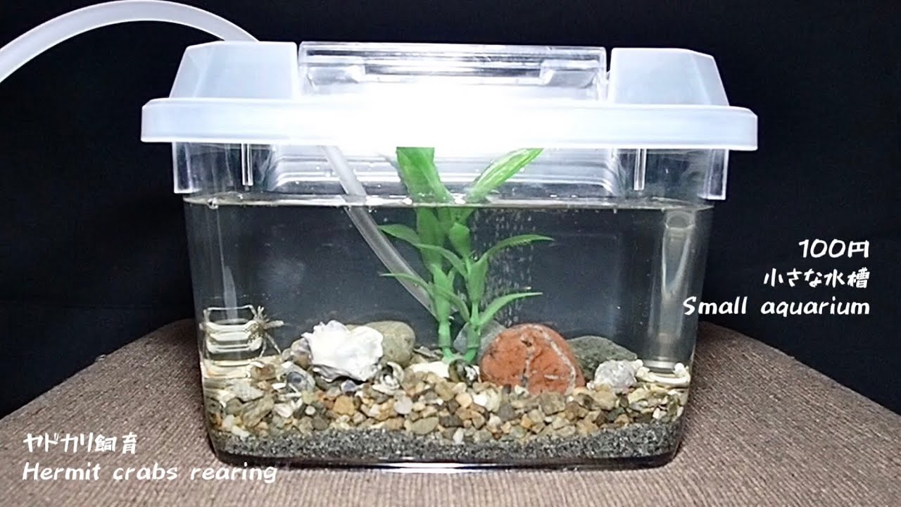 【ヤドカリ飼育】100円水槽で作るヤドカリ水槽。これから水棲ヤドカリを飼おうと思われている方へ