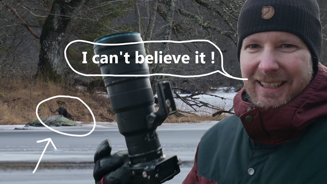 Wildlife Photography at Färnebofjärden National Park Sweden