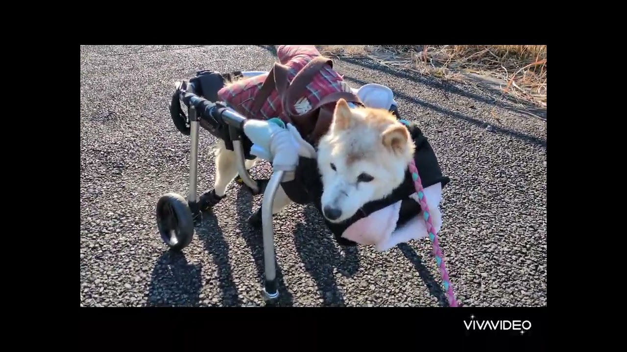 いつまでも遊んでいたい　シニアさん達　トムくんとイチちゃん【老犬介護】