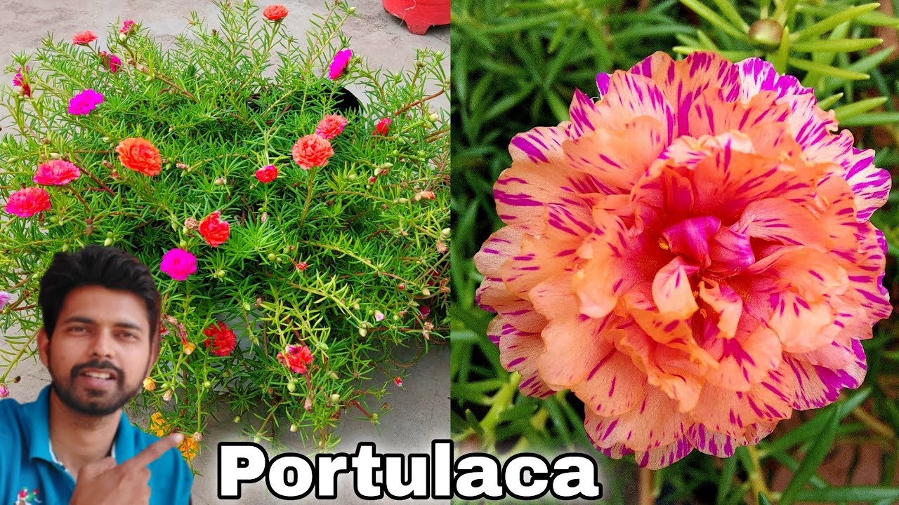 Easiest way to get portulaca flowering | Get 200% maximum flowering