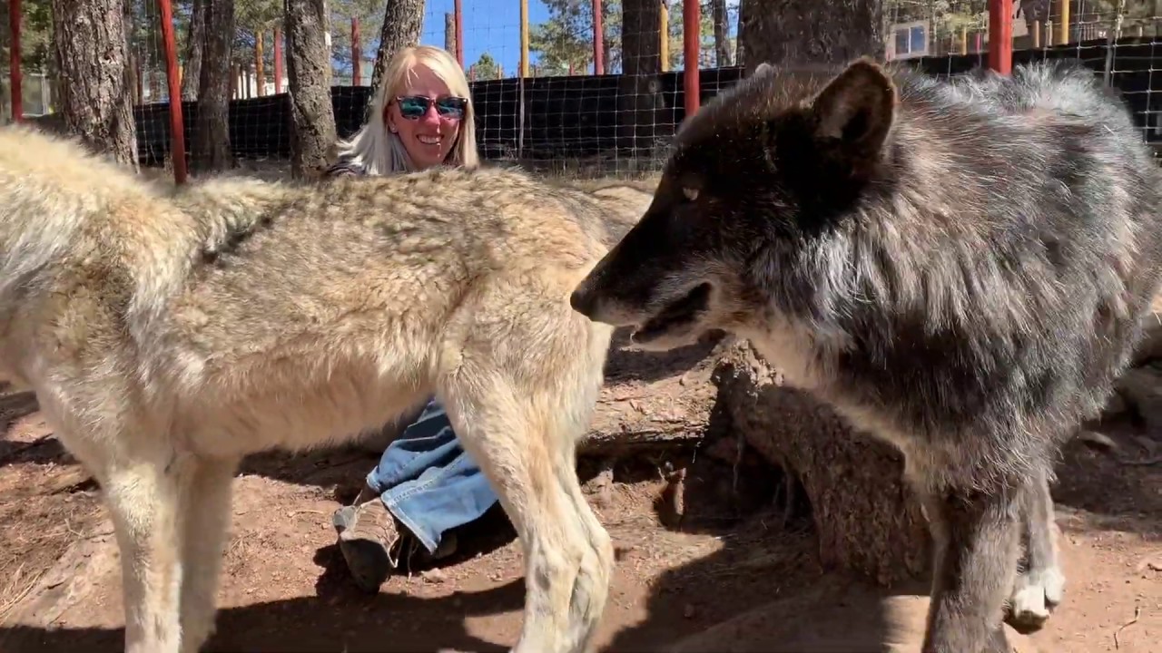 Wolf Wisdom with Erika - Vlog 6