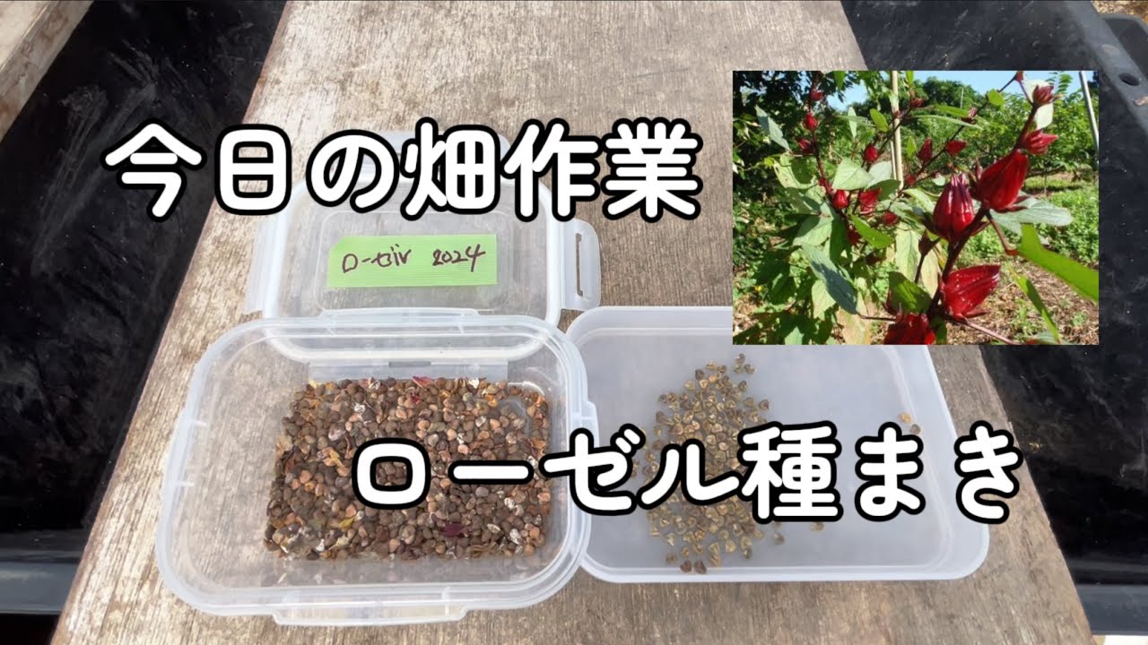 今日の畑作業　ローゼル種まき 5/4