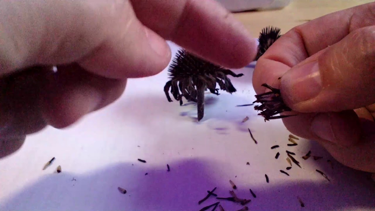 How to harvest echinacea seeds