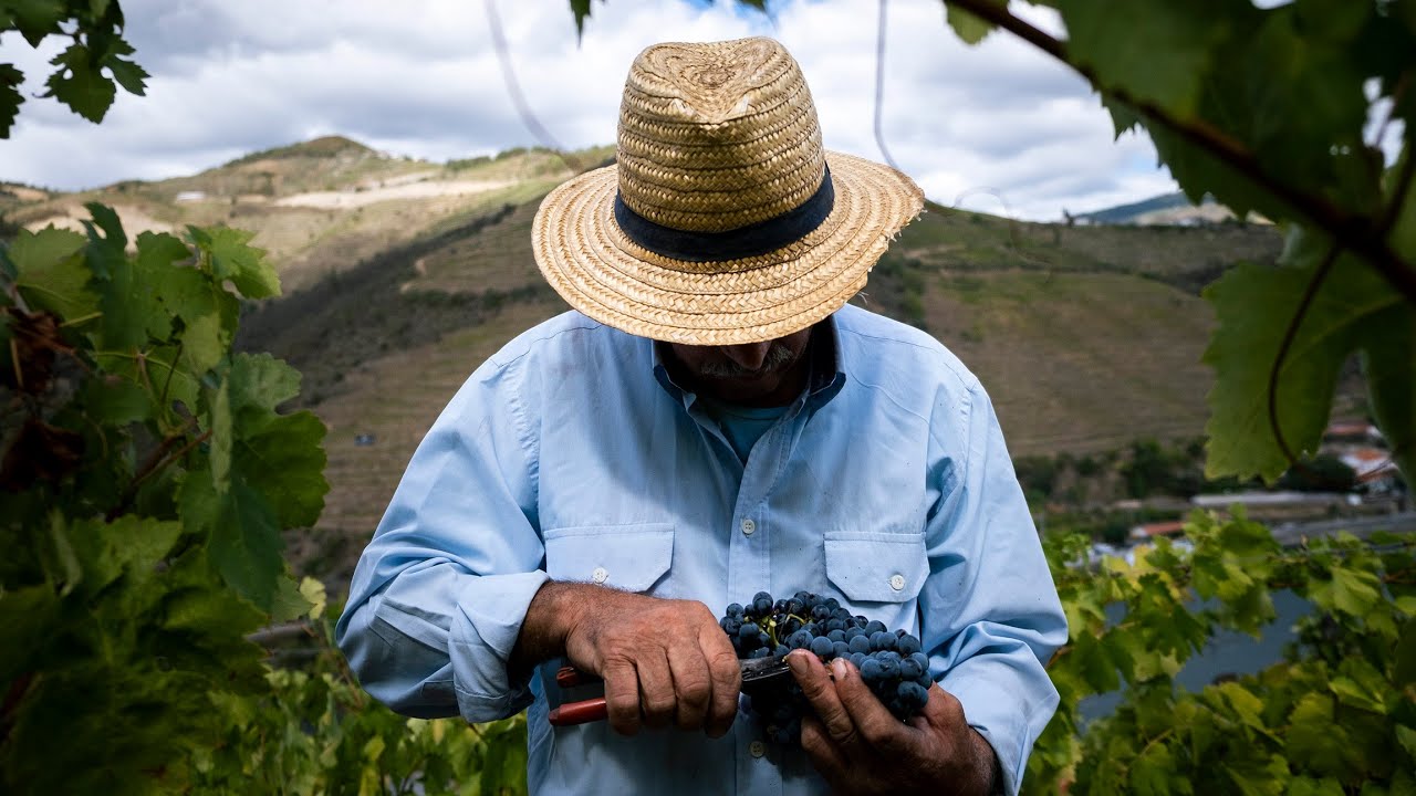 Vindimas em Agosto: já se apanha uva em várias quintas do Douro