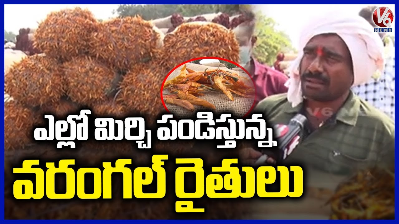 Yellow Mirchi Attracts Farmers At Enumamula Mirchi Market yard | Warangal   | V6 News