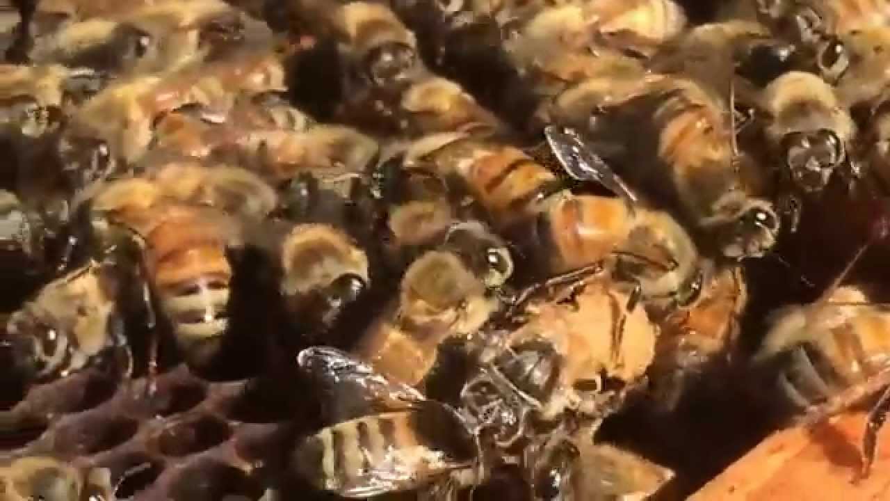 A Honey Bee Queen Hatching