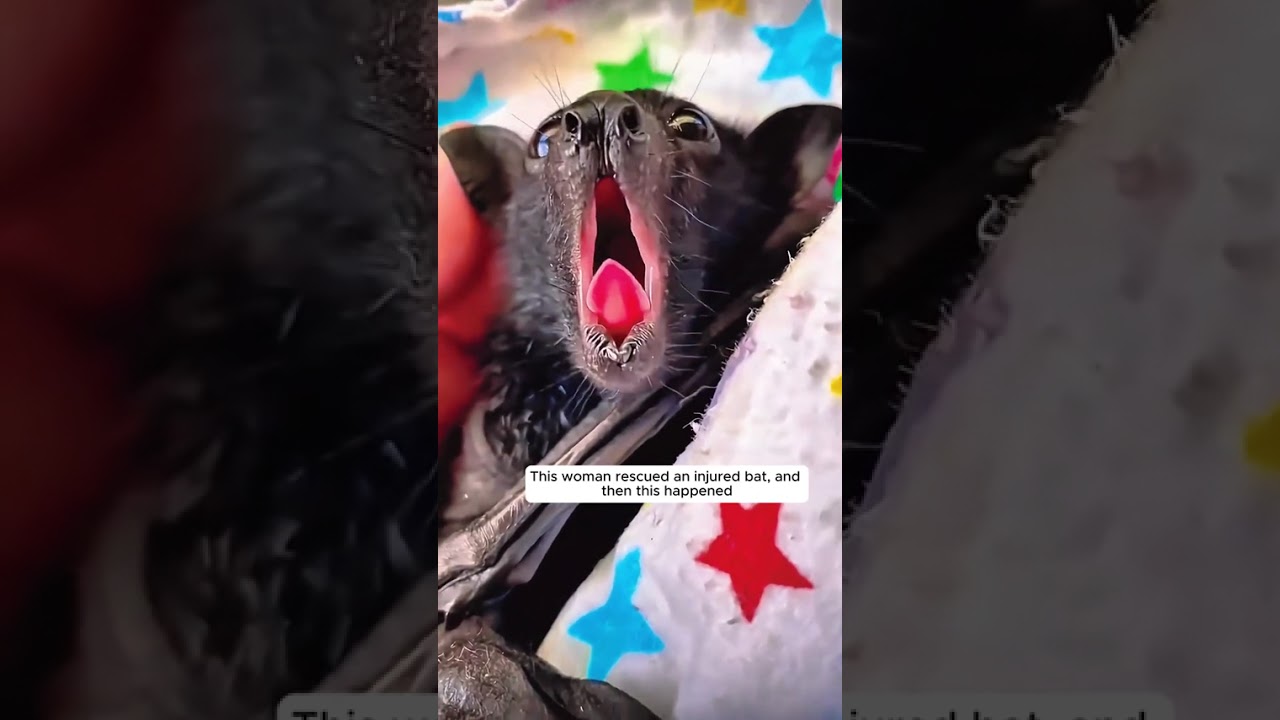 Woman Rescues Injured Bat, And You Won't Believe What Happens Next! 🦇