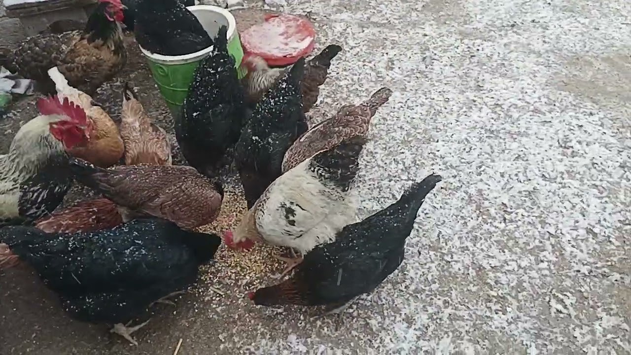 2 gündür yumrtyları 🐔 toplamadım😱🐔