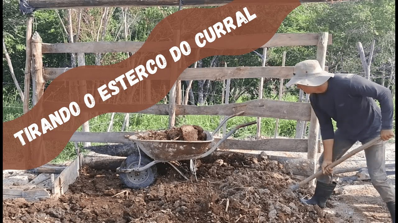 Tirando o esterco do curral