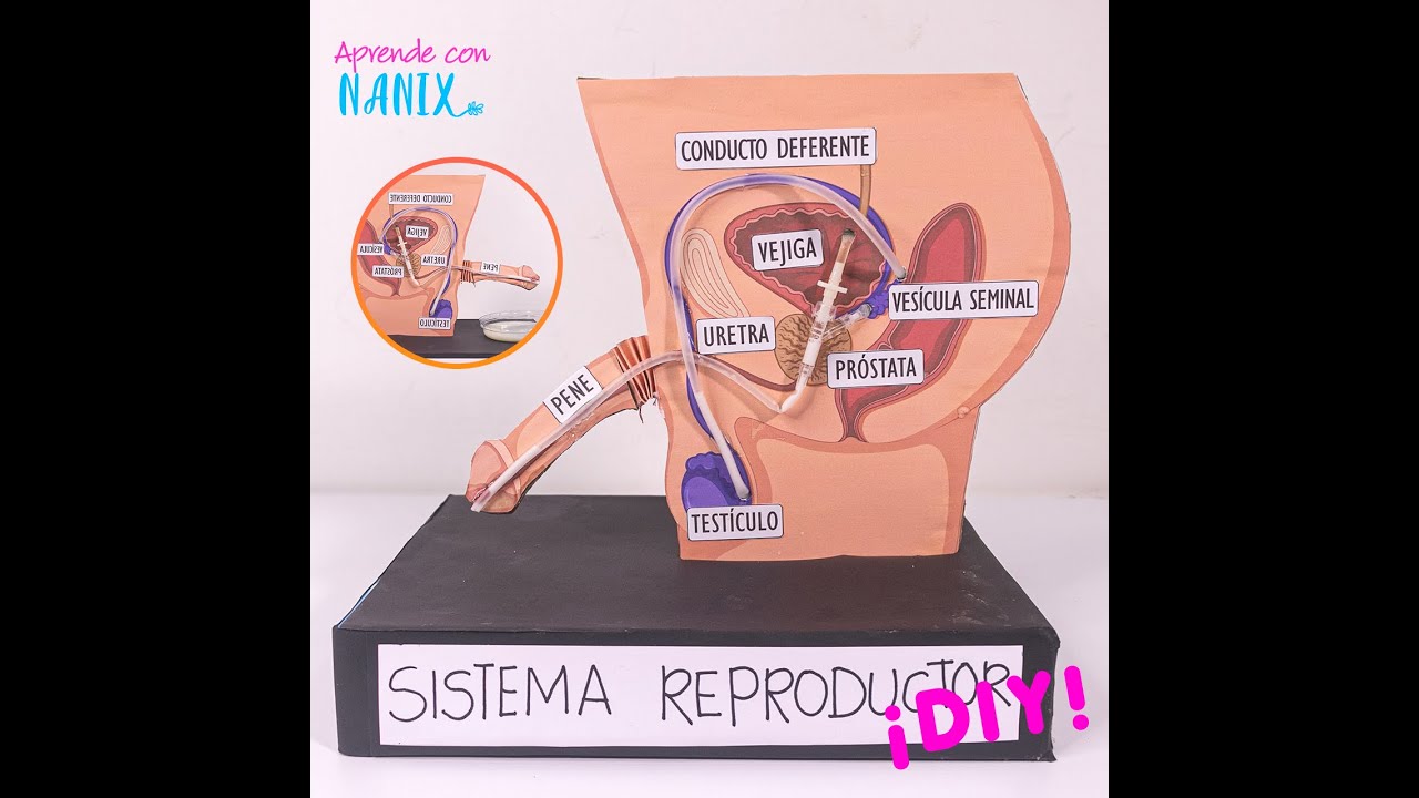 Sistema Reproductor Masculino. Maqueta 100% funcional.