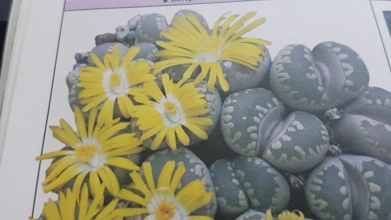 Lithops Seed.Литопсы.Как я сею семена ..Зимовка годичных литопсов.401
