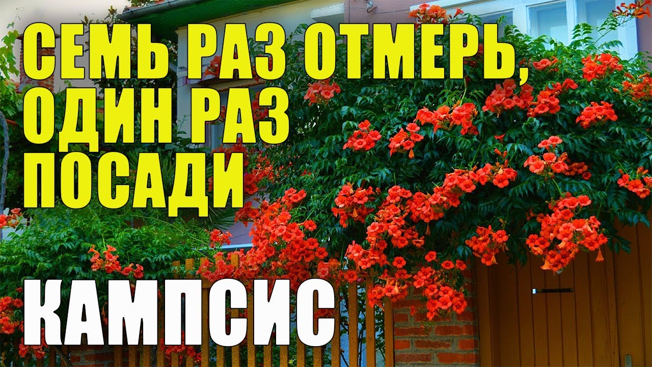 Кампсис - ЛУЧШИЙ ОБЗОР. Все о кампсисе, как и где сажать, ухаживать, поливать, удобрять.