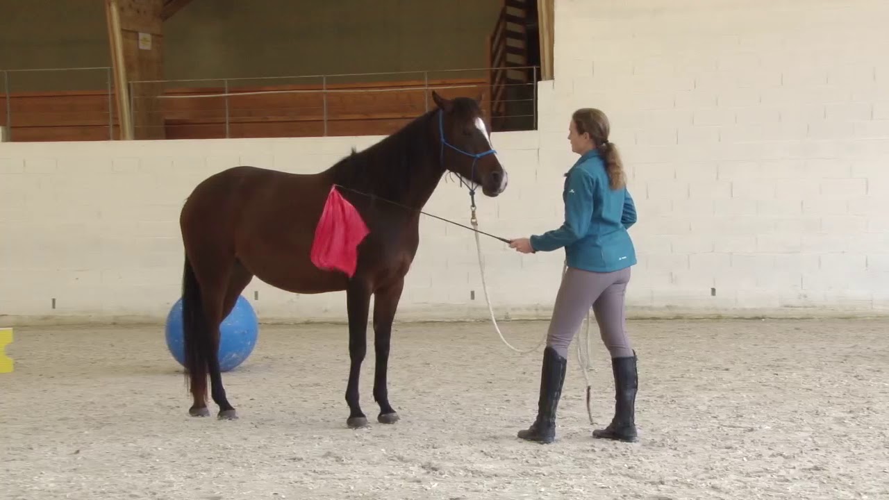 Desensitizing a horse isn't about shaking a flag until the horse doesn't move anymore....