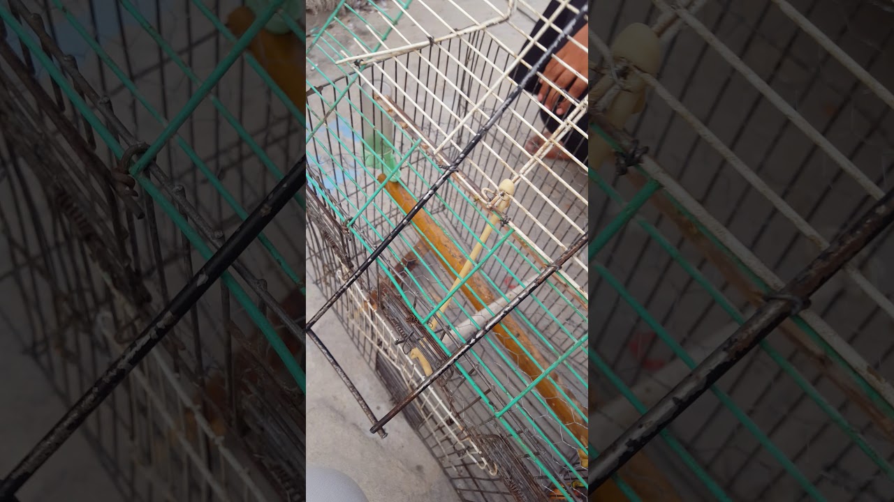 طريقة  صيد البلابل  حياوي الخال  ابن كربلاء