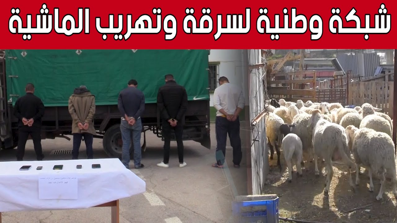مصالح الدرك الوطني بقسنطينة تتمكن من تفكيك شبكة لسـ.رقة وتهـ.ـريب وطنية واسترجاع 154 رأس ماشية