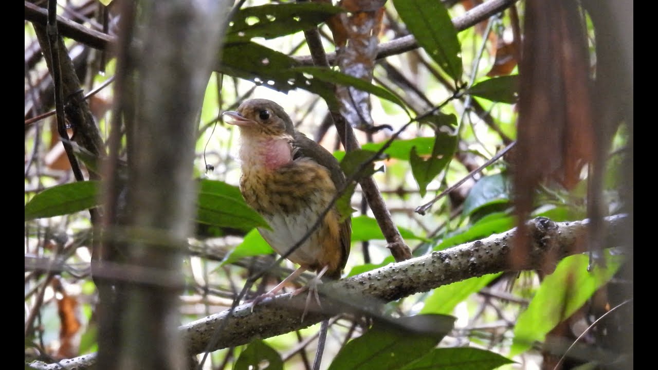 Birding Floresta Nacional dos Carajas, Para, Brazil.
