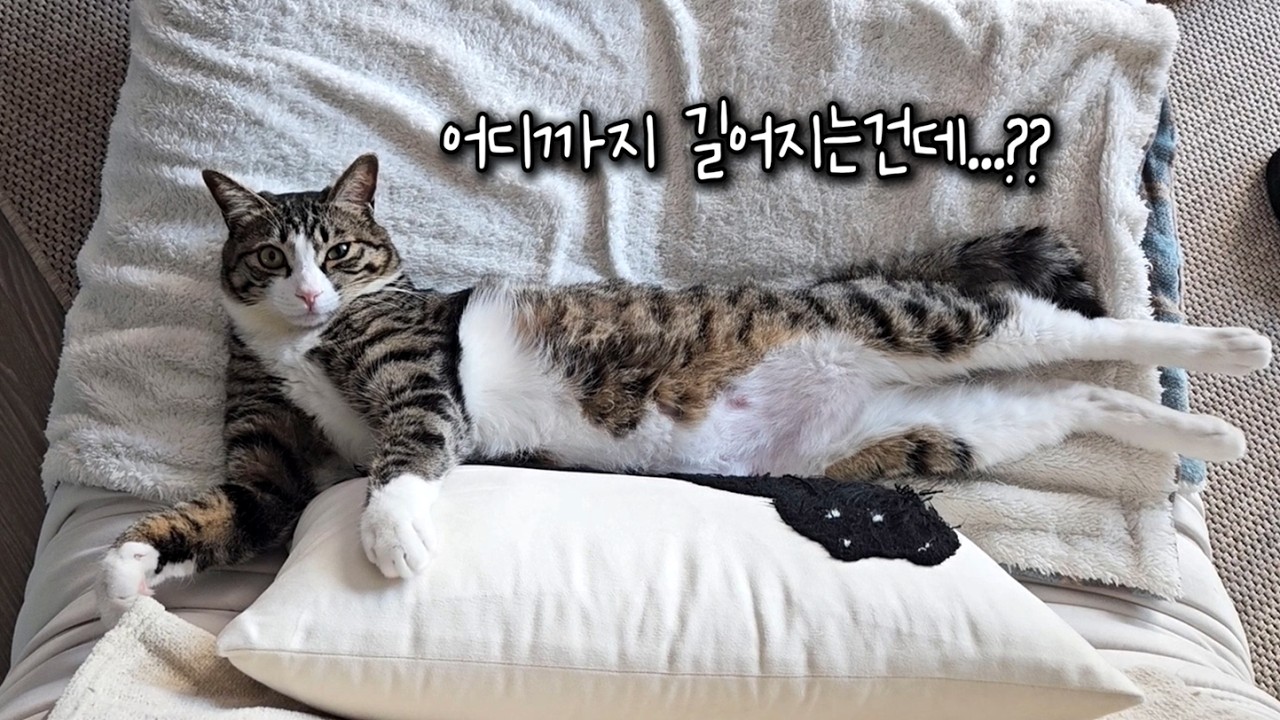 혼낼꺼에요...???