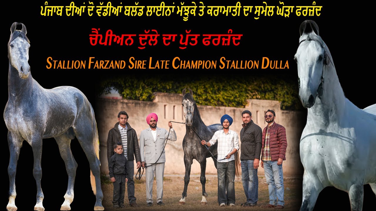 Stallion Farzand Sire Late Champion Stallion Dulla ਦੋ ਵੱਡੀਆਂ ਬਲੱਡ ਲਾਈਨਾਂ ਮੱਝੂਕੇ ਤੇ ਕਰਾਮਾਤੀ ਦਾ ਸੁਮੇਲ