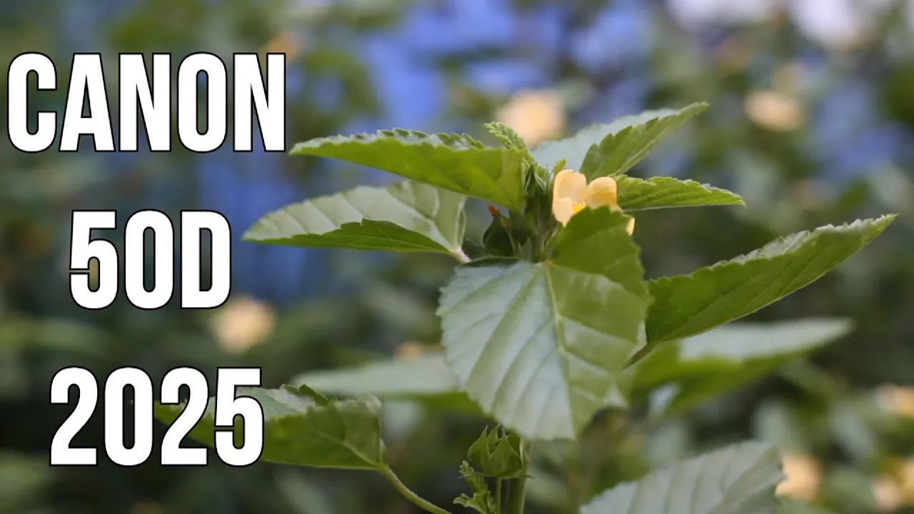 This $100 Canon Still Takes Beautiful Photos (And Decent Video)