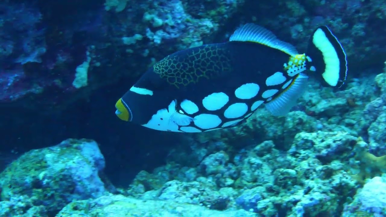 Diving in Banda, Indonesia - Part 1