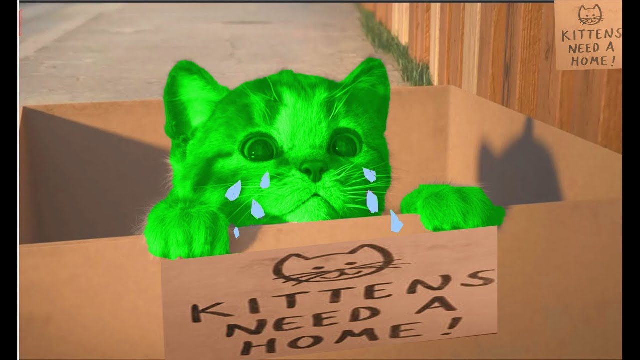 Kittens Need A Home ! - Cute Kitten Cartoon Fun | GameKids HD