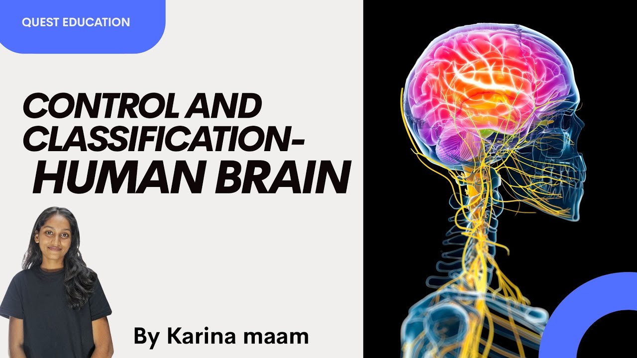 Human Brain 🔥 | Control and Coordination | Classification | NEET Biology | Karina Ma’am#HumanBrain