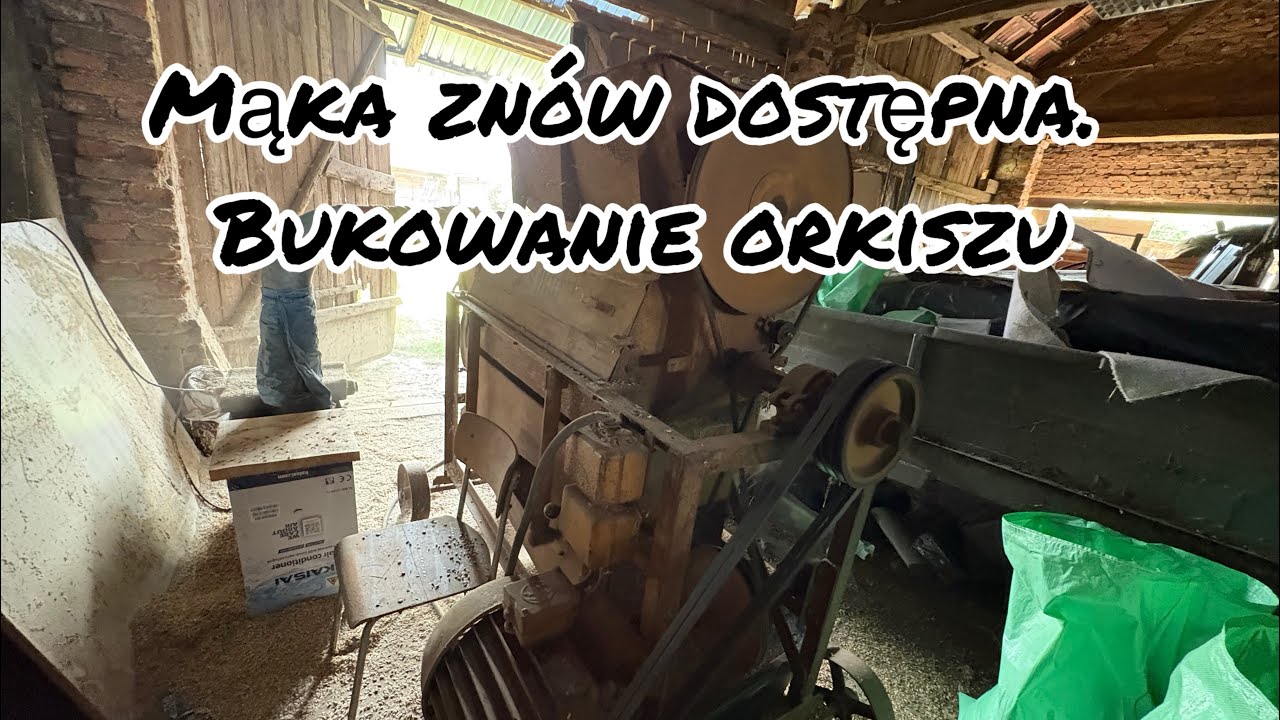 Mąka znów dostępna. Bukowanie orkiszu