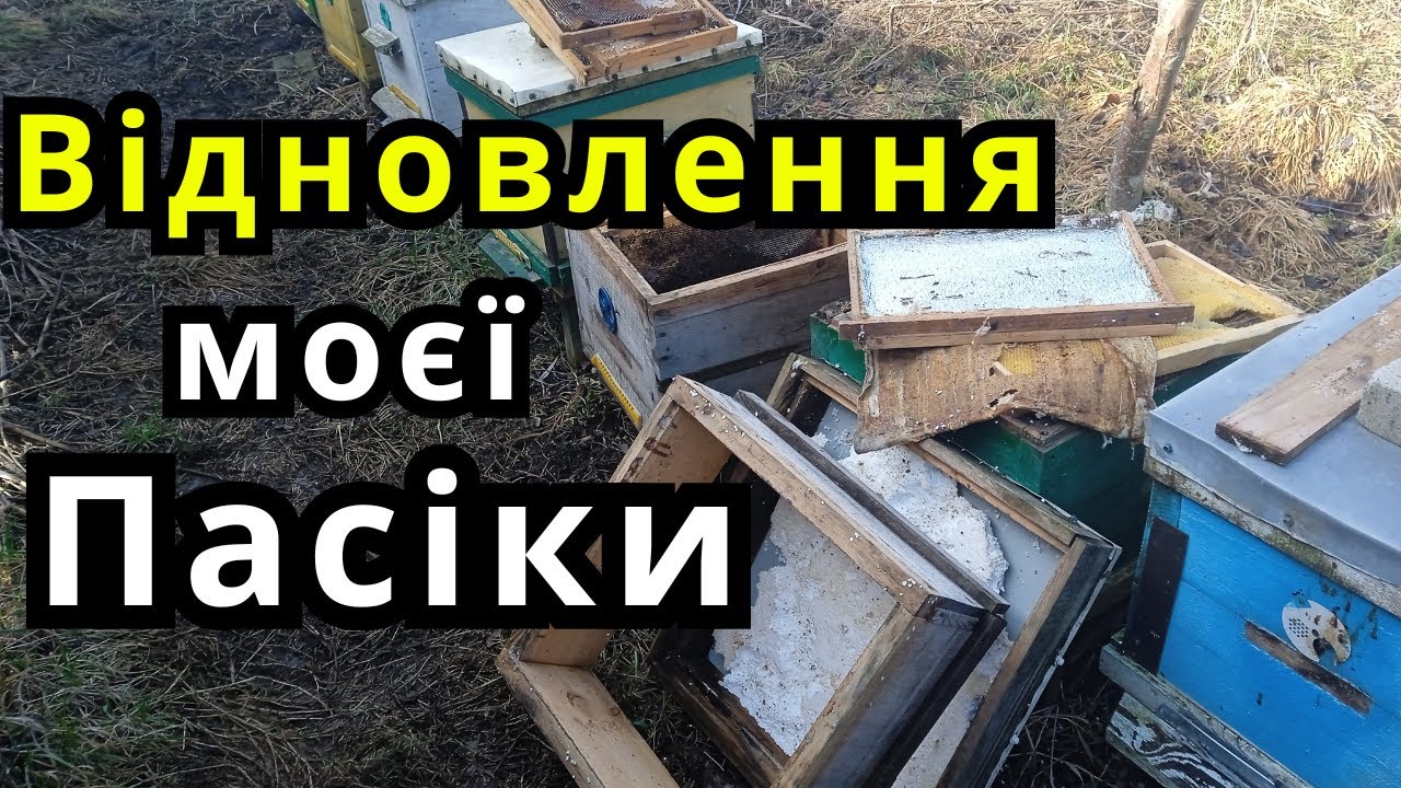 Відновлення Моєї/Пасіки Ловлю Рої/Пересадка Роя
