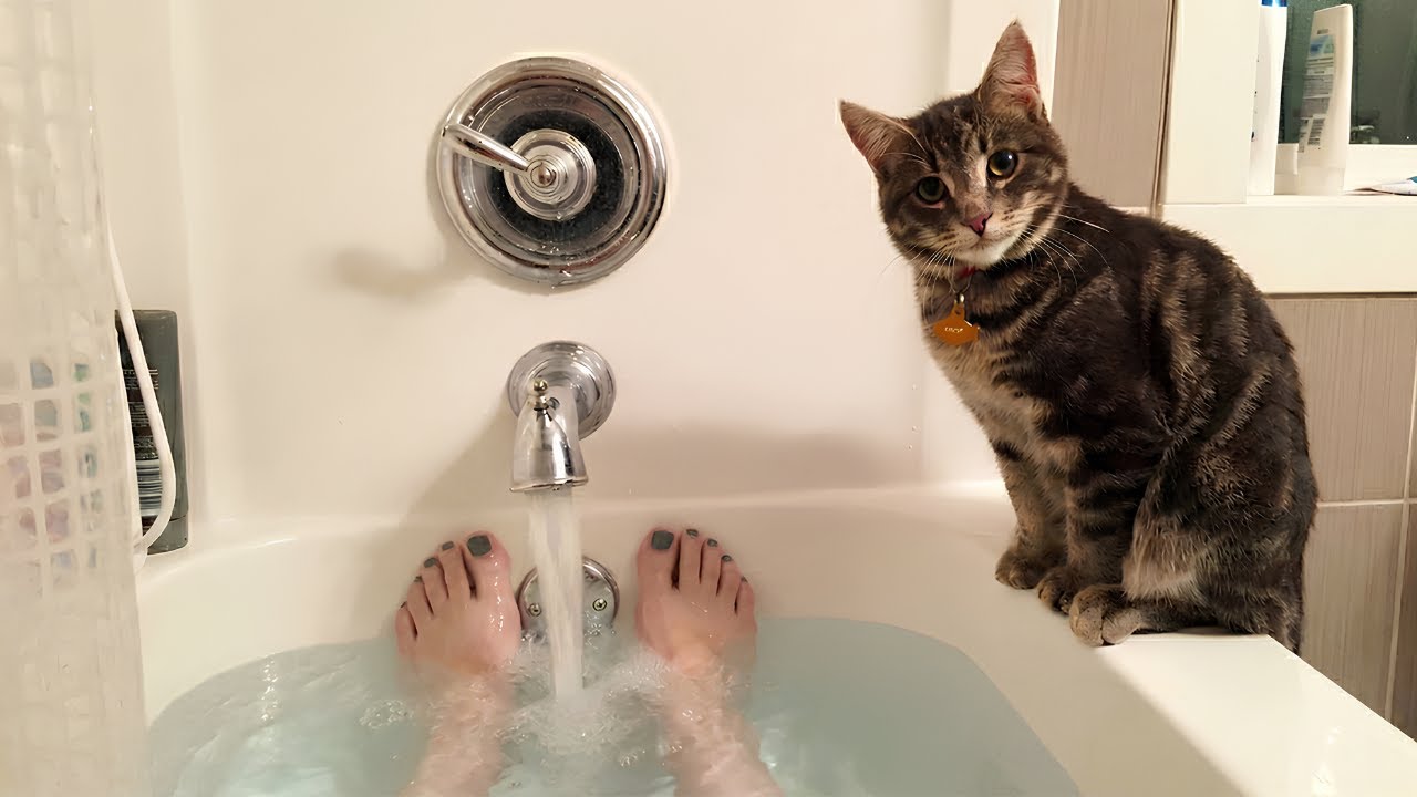 When You Have A Cat, You'll Never Have Personal Space Again 😂