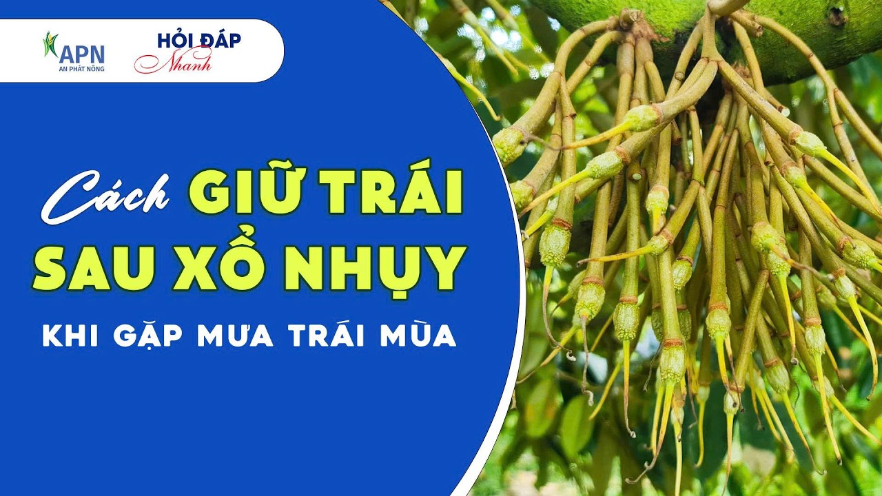 APN - CÁCH GIỮ TRÁI SAU XỔ NHUỴ KHI GẶP MƯA TRÁI MÙA