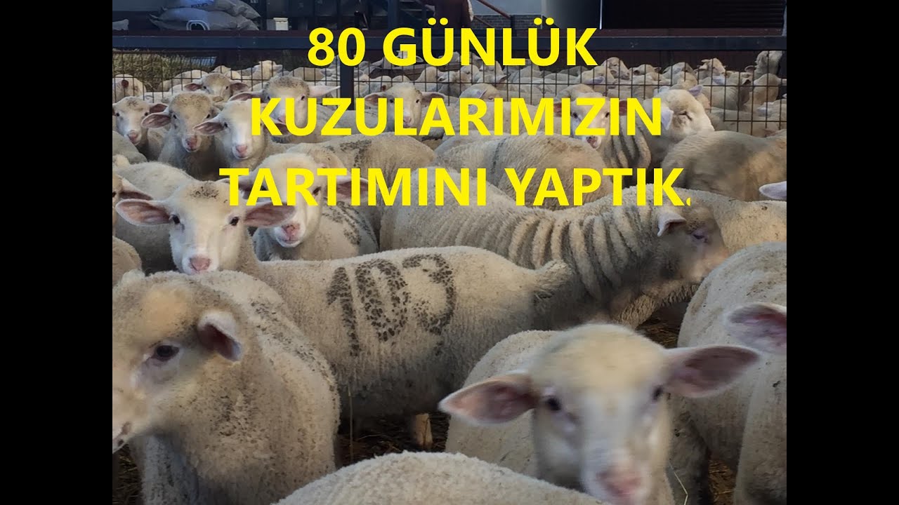 80 GÜNLÜK KUZULARIMIZIN TARTIMINI YAPTIK.